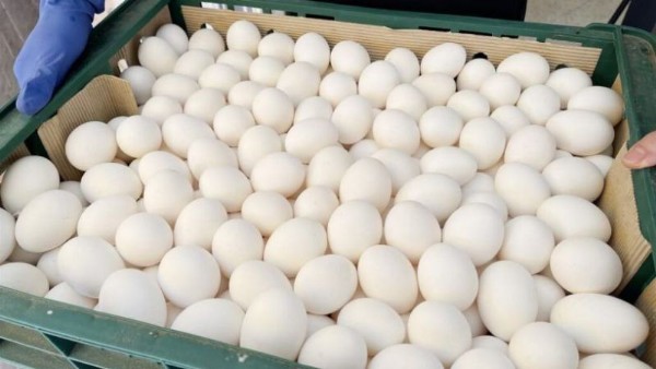 Türk Yumurtası Alarm Verdi! Yumurtalarda Yasaklı Madde Bulundu... Tayvanlılar Açıkladı! Peki Yumurtalardaki madde nedir?