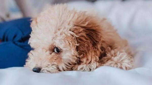  Dünyanın En Ünlü Köpeği Poodle! Koku Yapmıyor, Tüy Dökmüyor! İşte Poodle Köpeğinin Muhteşem 10 Özelliği…