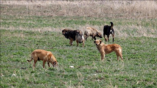  Ankara'da sokak köpekleri küçük çocuğa saldırdı!