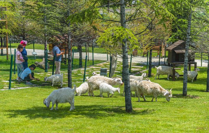 Ankara'nın gözdesi 