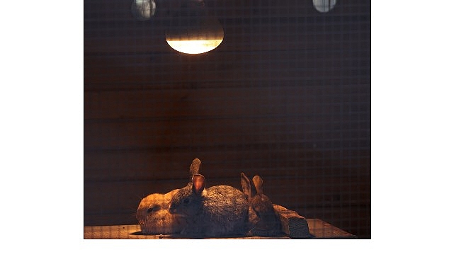 Antalya'da Hayvanlar İçin Soğuk Hava Önlemleri