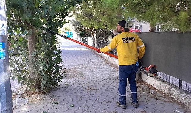  Didim'de Ağaç Budama Çalışmaları Sürüyor