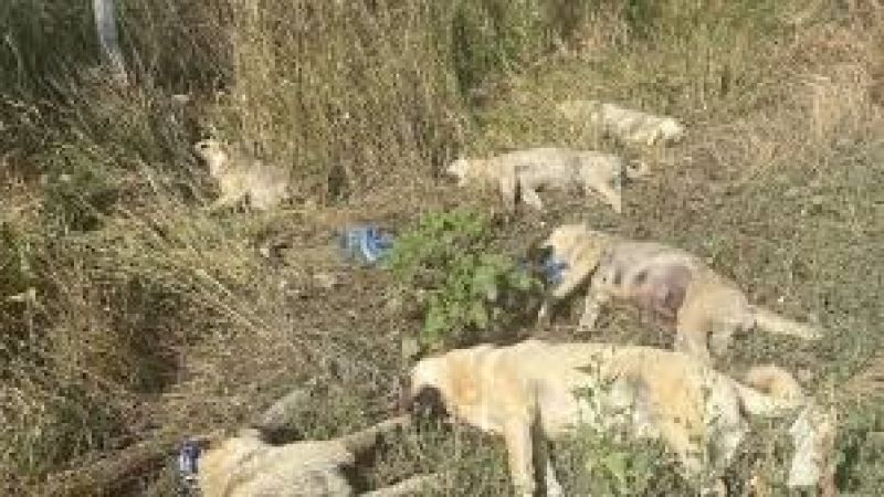 Ankara Çankaya'da Üzerine Yıldırım Düşen 6 Köpek Öldü!