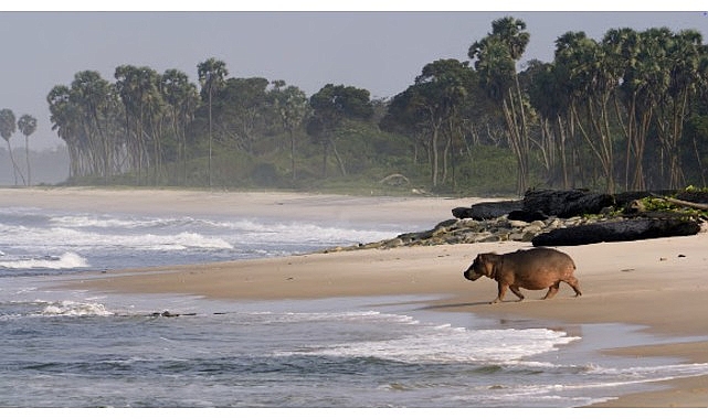 Gabon'da Plajda Hipopotamlar ile Sörf Keyfi!