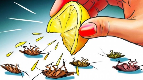  Hamam Böceklerine Adeta  Barikat Kuruyor! Onları Öldürmek İmkansız... Bu Gizli Yöntem Sayesinde Kurtulacaksınız! Bu Kürü Mutlaka Deneyim...