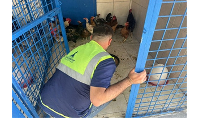  İzmir'de Yangın Felaketinde Umut: Hayvanlar Kurtarıldı!