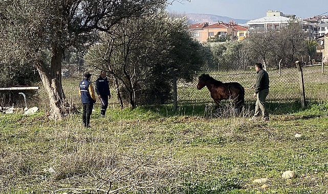  Kemalpaşa'da Yılkı Atları Artış Gösteriyor