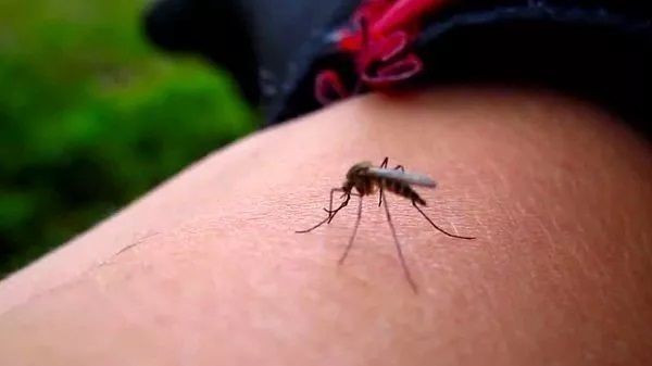 En iyi sivrisinek kovucu hangisidir? Sivrisinek hangi kokuyu sevmez? İşte O Markalar ve Fiyatları…