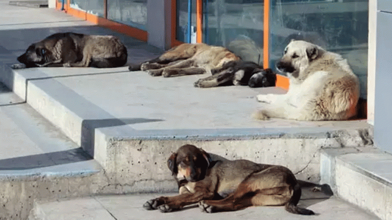  Başıboş köpek dosyası komisyonda!