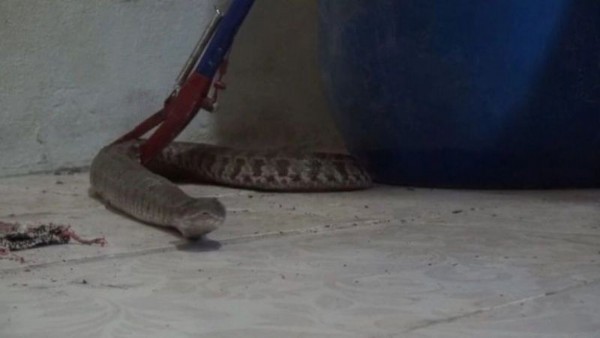 Yılanları, eve çeken kokular nedir? Yazlıkçılara uzmanlardan yılan uyarısı geldi: “Bu yiyecekleri sakın açıkta bırakmayın!”